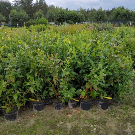 Borówka amerykańska Jersey średnio wczesna (C2)