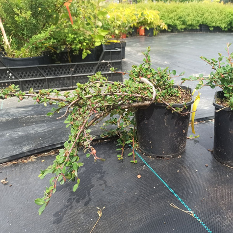 Irga płożąca Queen of Carpet (C2)