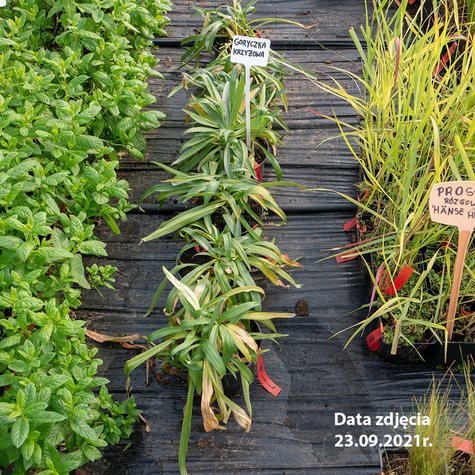 Goryczka krzyżowa (P9)