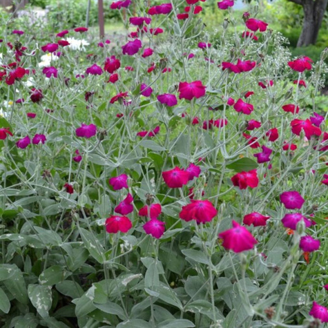 Firletka kwiecista Atrosanguinea (C2)