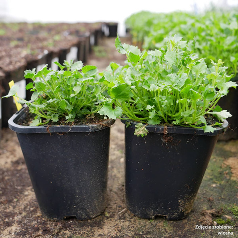 Dzwonek gargański Major (C2)