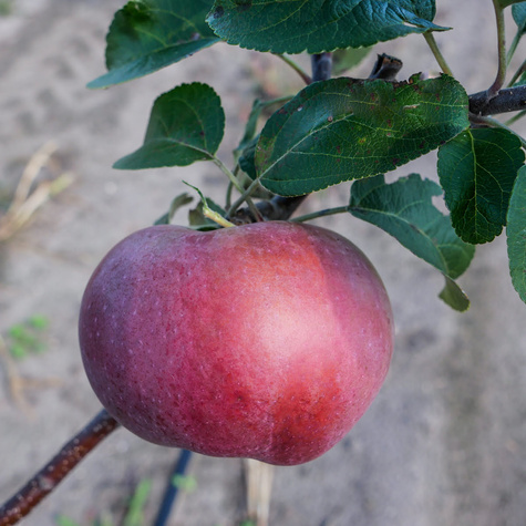 Jabłoń Red Lobo Plant Pack