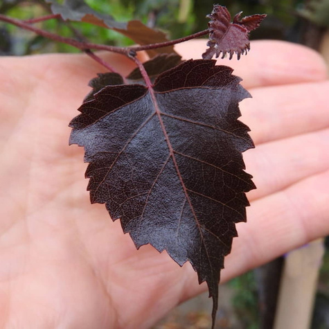 Brzoza brodawkowata Purpurowolistna szczepiona na pniu