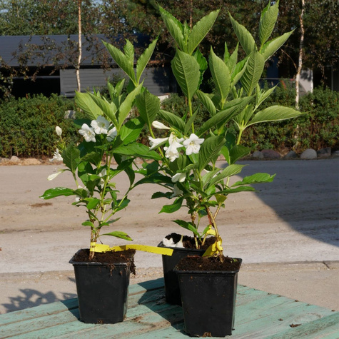 Krzewuszka cudowna Bristol Snowflake (P9)