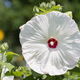 Hibiskus bylinowy Red Dot (C2)