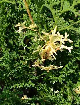 Thuja Tuja Żywotnik zachodni 'Konfetti'