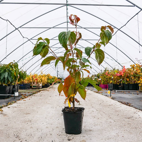 Dereń kousa Satomi Compact (C2)