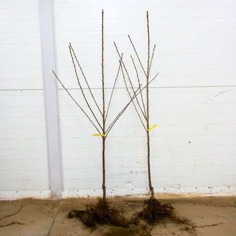 Czereśnia Wera Plant Pack