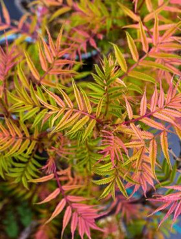 Tawlina jarzębolistna SEM Miododajna (P9)