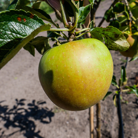 Jabłoń Golden Dream Plant Pack