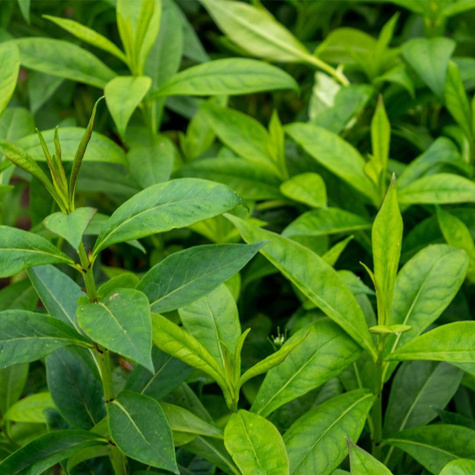 Płomyk wiechowaty Floks Cosmopolitan (C2)