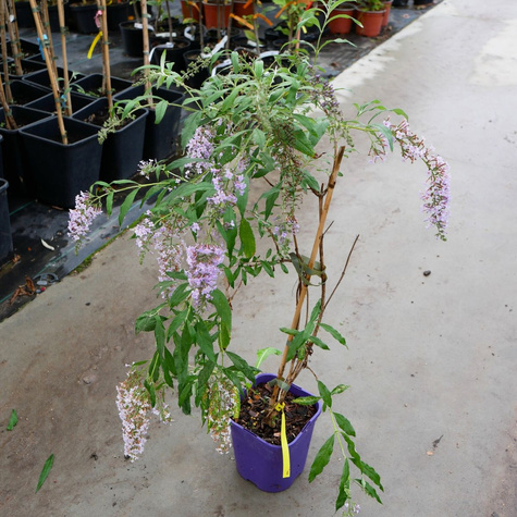 Budleja Dawida Wisteria Lane płacząca kaskadowa (C2)