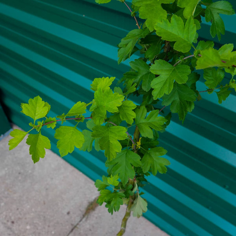 Głóg Dwuszyjkowy Paul's Scarlet Drzewiasty