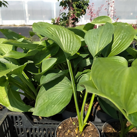 Funkia ogrodowa Blue Angel