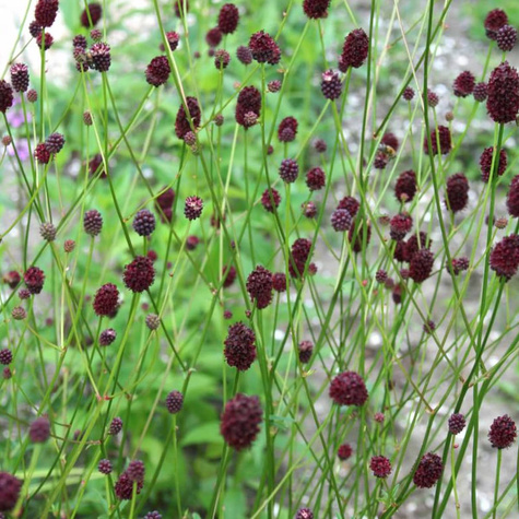 Krwiściąg mniejszy (C2)