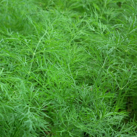 Koper ogrodowy KARŁOWY 2g