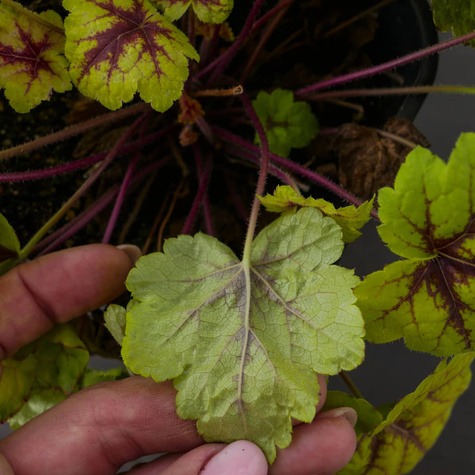 Żuraweczka ogrodowa Stoplight (C2)