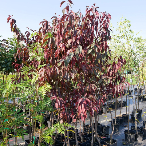 Śliwa wiśniowa Flora Rosea Plena (C2)