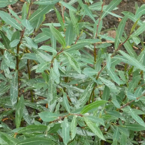 Wierzba purpurowa Gracilis