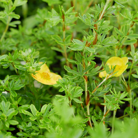 Pięciornik krzewiasty 'Sunset' (C2)