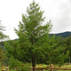Modrzew japoński  Larix kaempferi