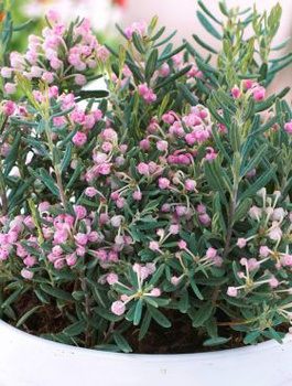 Modrzewnica pospolita Blue Ice (C2)