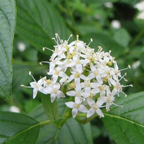 Dereń biały Plant Pack