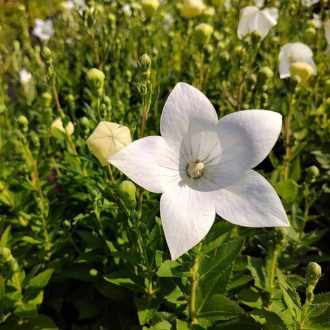 Rozwar wielkokwiatowy White (C2)