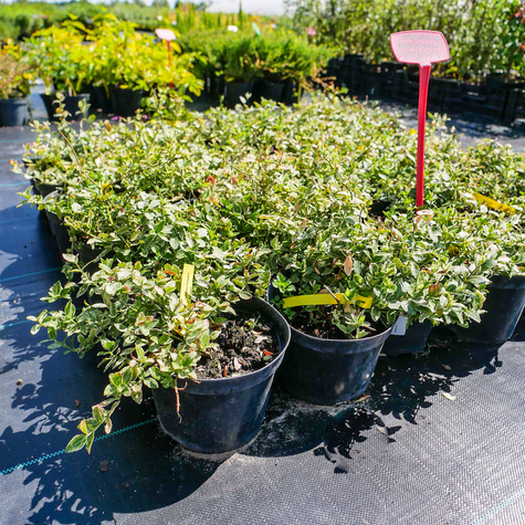 Trzmielina Fortune'a Harlequin (C2)