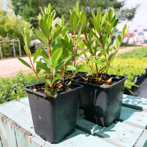 Azalia japońska Johann Sebastian Bach (P9)