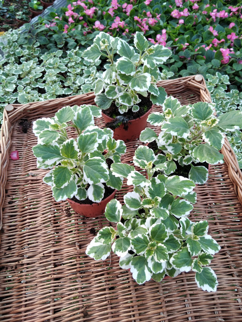 Komarzyca Komarowiec Porzelnica odstrasza mole i komary