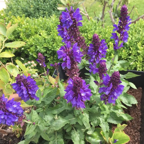 Szałwia omszona Marvel Dark Blue (C2)