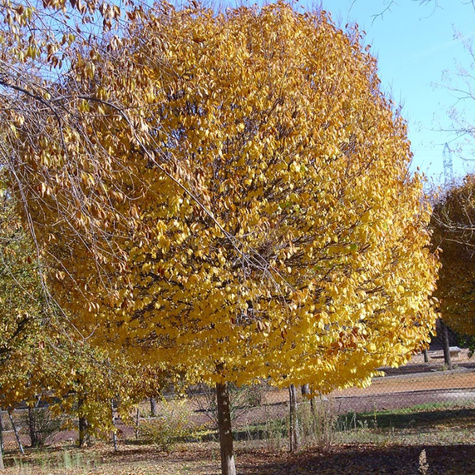 Brzoza brodawkowata 'Golden Cloud'