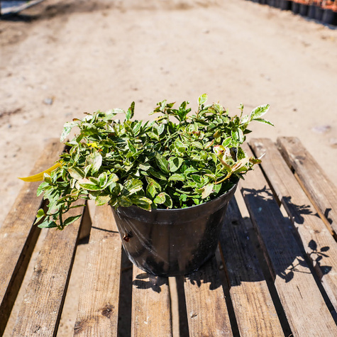 Trzmielina Fortune'a Harlequin (C2)