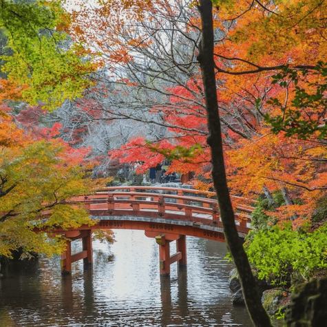 Grujecznik japoński (C2)