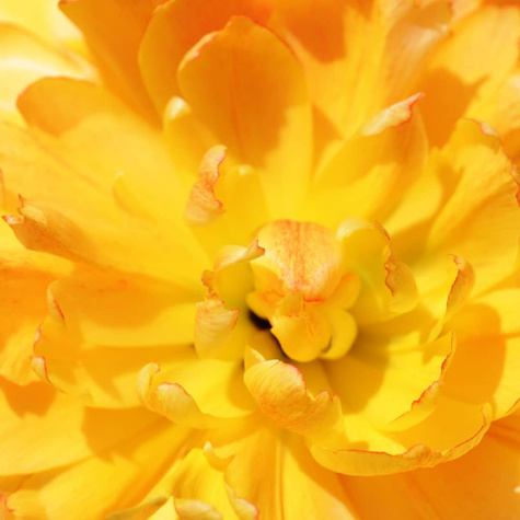 Piwonia drzewiasta Yellow Crown żółta