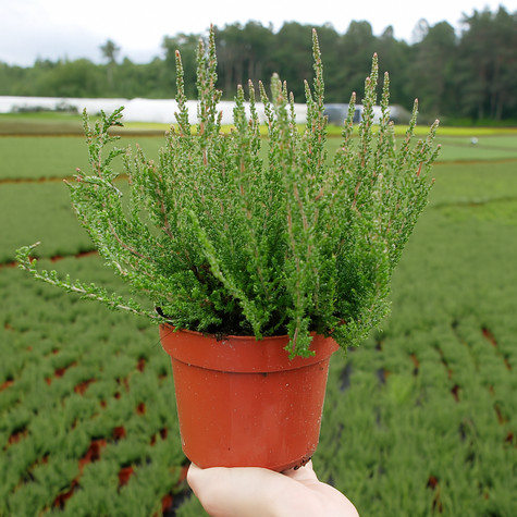 Wrzos pospolity Hilda fioletowy pączkowy