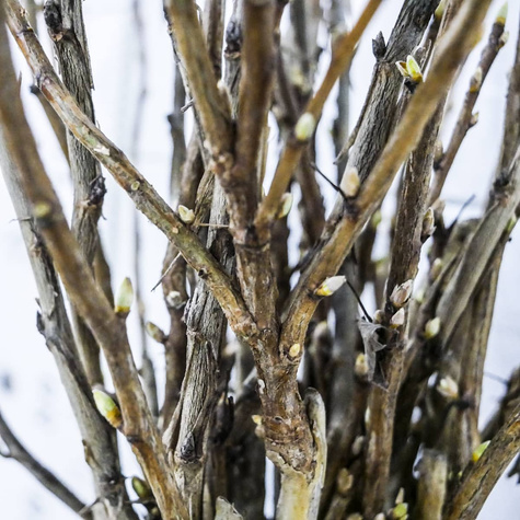 Duo porzeczka czerwono-czarna na pniu Plant Pack