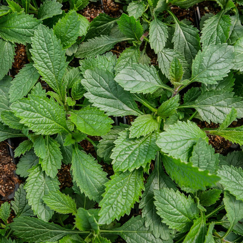 Werbena patagońska Violetta (C2)