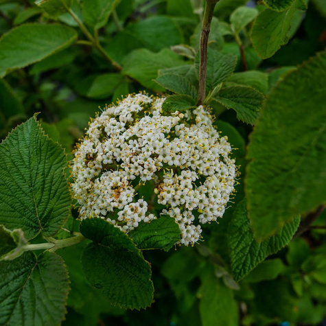 Kalina hordowina (C2)