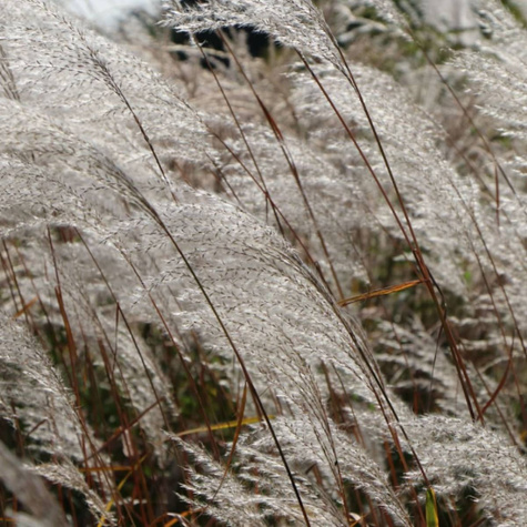 Miskant chiński Graziella (C2)