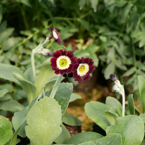 Pierwiosnek omszony (C2)