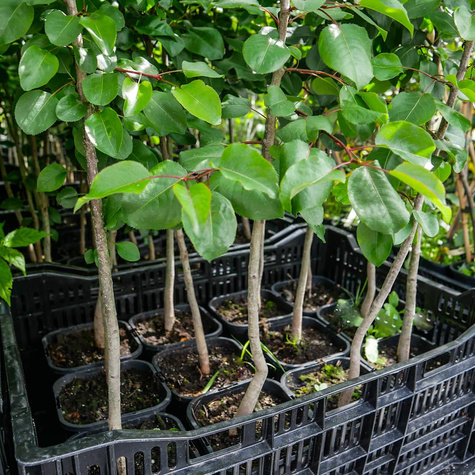 Grusza kaukaska Pyrus caucasica podkładka