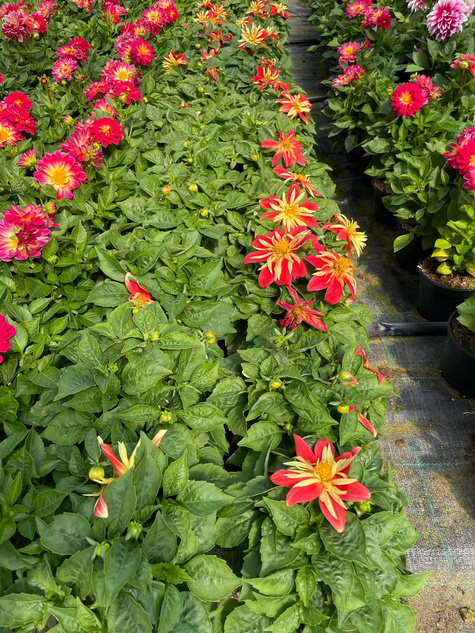 Dalia Suprise Cindy czerwono-żółta