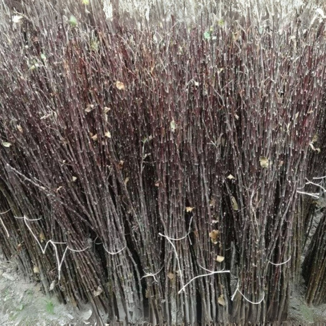 Podkładka Czereśni Colt Półkarłowa Plant Pack