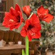 Amarylis Zwartnica Pojedyncza Red Lion czerwona