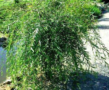 Wierzba purpurowa Pendula szczepiona na pniu