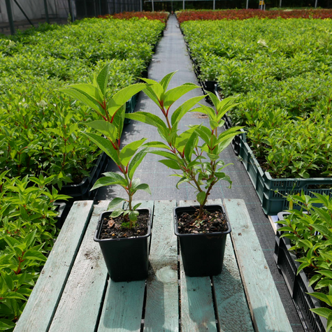 Hortensja bukietowa Living Touch of Pink (P9)