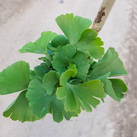 Miłorząb dwuklapowy szczepiony na pniu Pa 60 (C2)