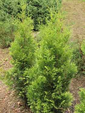 Thuja Tuja Żywotnik zachodni 'Hetty'